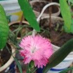 Dianthus chinensis Fuelha