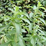 Stevia rebaudiana Leaf