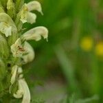 Pedicularis ascendens Flower