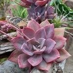 Echeveria gibbifloraЛист