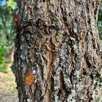 Grevillea robusta 樹皮