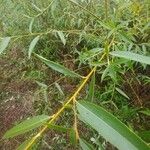 Salix euxina Leaf