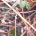 Eleocharis multicaulis Flower