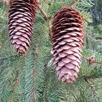 Picea abies Φρούτο
