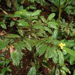 Campylospermum sulcatum Habit