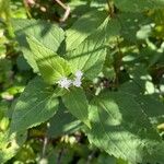 Ageratina altissimaFlower