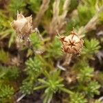 Saxifraga moschata Ffrwyth