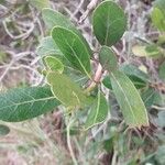Uapaca bojeri Leaf