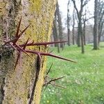 Gleditsia sinensis Bark