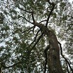 Alnus cordata Costuma