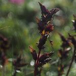 Pedicularis roylei Celota