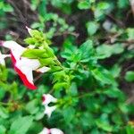 Salvia microphylla Kwiat