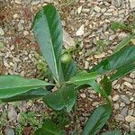 Psychotria roseotincta Hábito