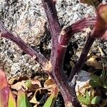 Chenopodium ficifolium Kůra