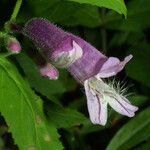 Penstemon smallii Flower