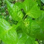 Capsicum annuumLeaf