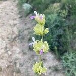 Salvia absconditiflora Květ