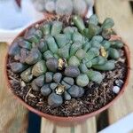 Aloinopsis schooneesii 葉