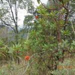 Arbutus xalapensis Hábito