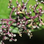 Psychotria microbotrys Flower