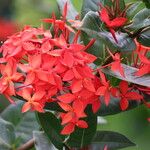 Ixora javanica Žiedas