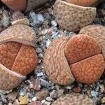 Lithops fulviceps Folha