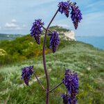 Salvia nutans Floare