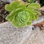 Aeonium balsamiferum 叶