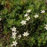 Arenaria grandiflora Flower