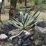 Agave americana Агульны выгляд