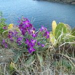 Matthiola incana Other