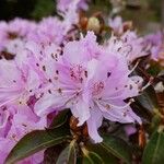 Rhododendron siderophyllum Flower