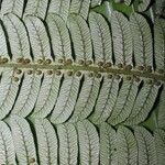 Alsophila firma Leaf