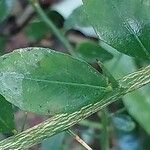 Citrus australasica Blad