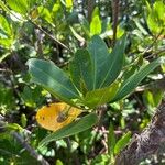 Rhizophora mangle Blatt