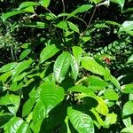 Psychotria urbaniana Leaf