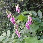 Digitalis thapsi Flower