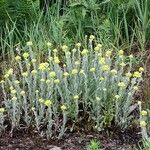 Helichrysum arenarium Flower