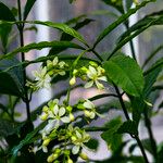 Clerodendrum laevifolium Buveinė