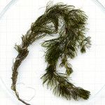 Myriophyllum spicatum Облик