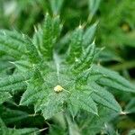 Cirsium ferox Leaf