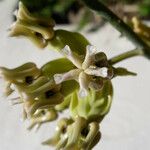 Asclepias subulata Virág