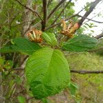 Guettarda scabra Feuille