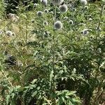 Echinops sphaerocephalus Alkat (teljes növény)