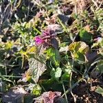 Lamium purpureum花