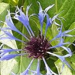 Centaurea triumfettii 花