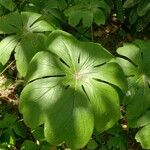 Podophyllum peltatum Lapas