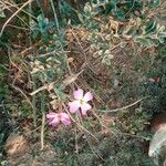 Marcus-kochia littorea Flower