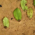 Celtis mildbraedii Blatt