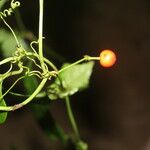 Smilax spinosa Плод